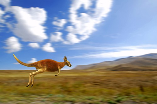 Kangaroo jumping through a field